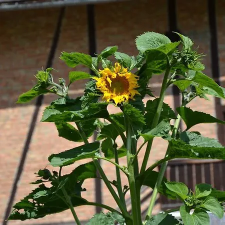 霍德霍夫酒店 *