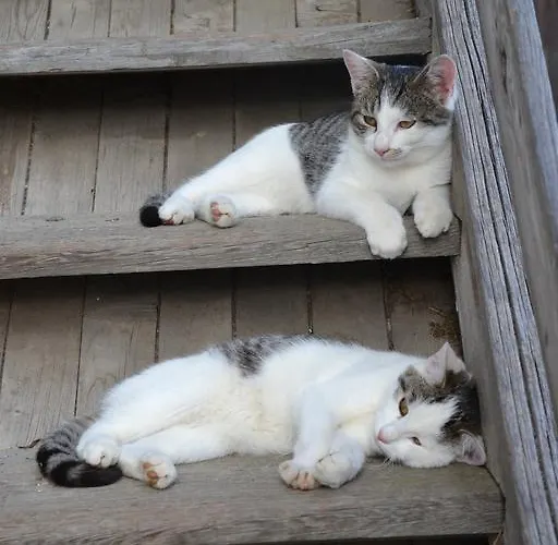 Holdhof Gospodarstwo agroturystyczne *